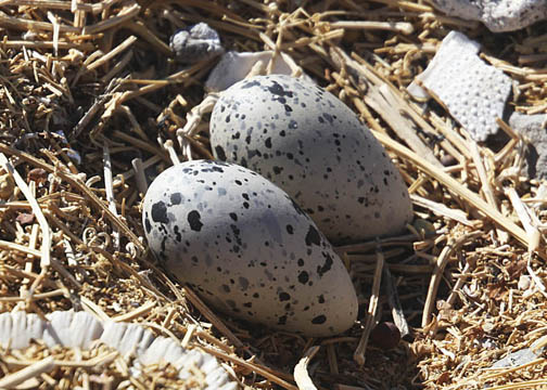 American oystercatcher